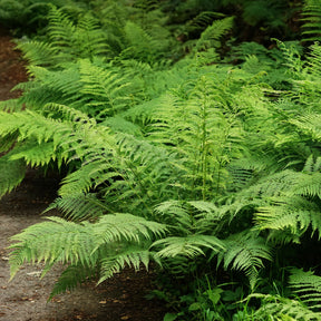 Fougère femelle - Willemse