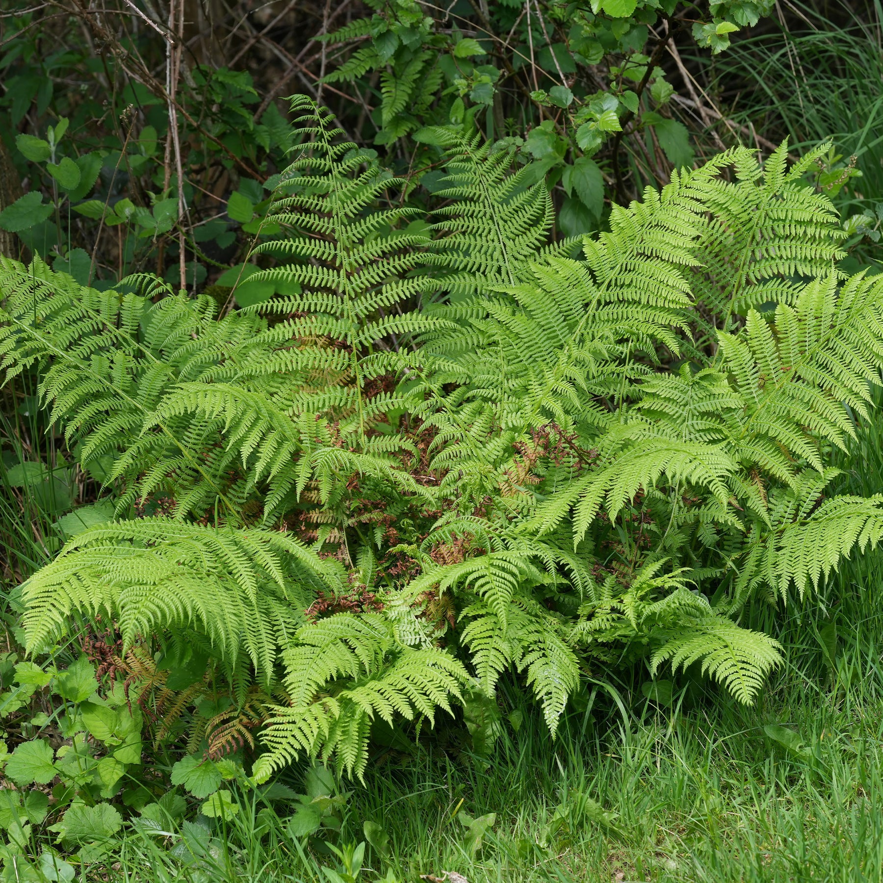 Fougère femelle - Athyrium filix-femina - Willemse