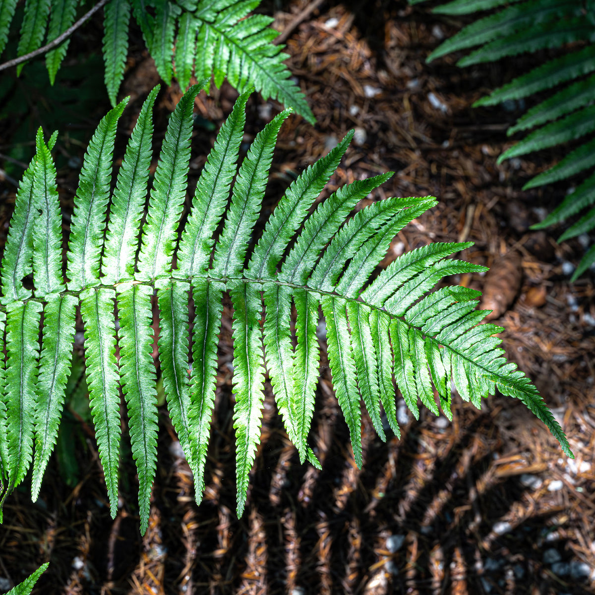 Fougère trompe-d'éléphant - Dryopteris cycadina (atrata) - Willemse