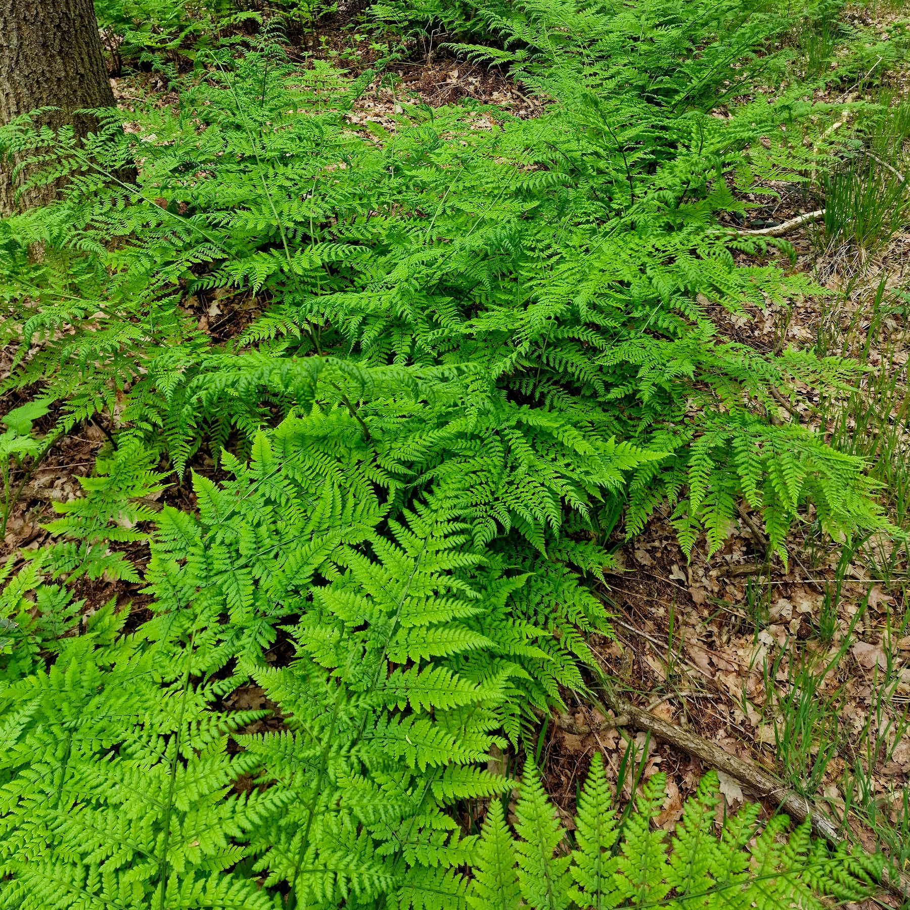 Fougère dilatée - Dryopteris dilatata - Willemse