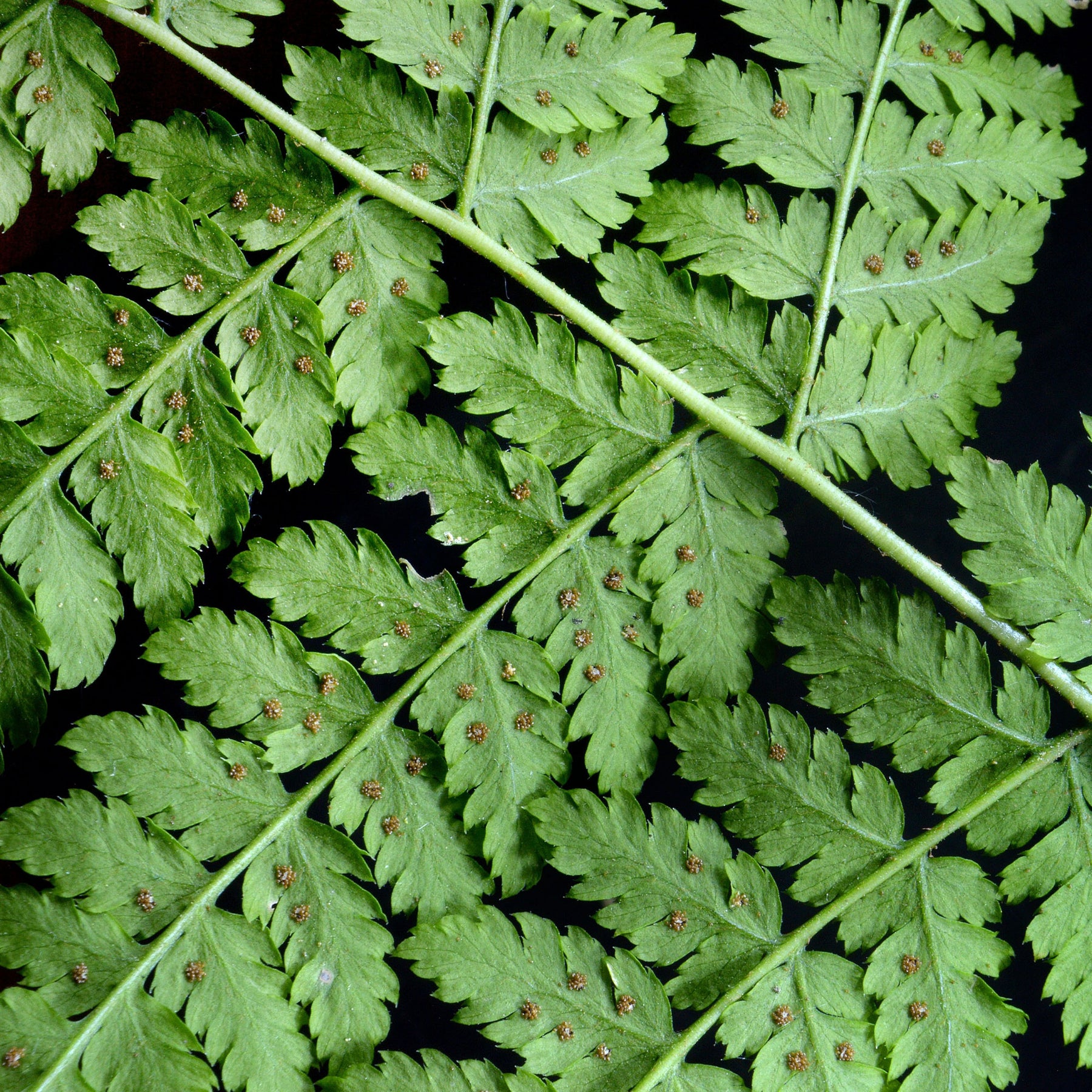 Dryopteris dilatata - Fougère dilatée - Fougères