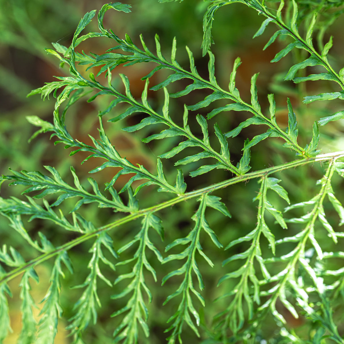 Fougère mâle Linearis Polydactyla - Willemse