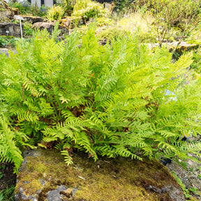 Osmonde royale - Osmunda regalis - Willemse