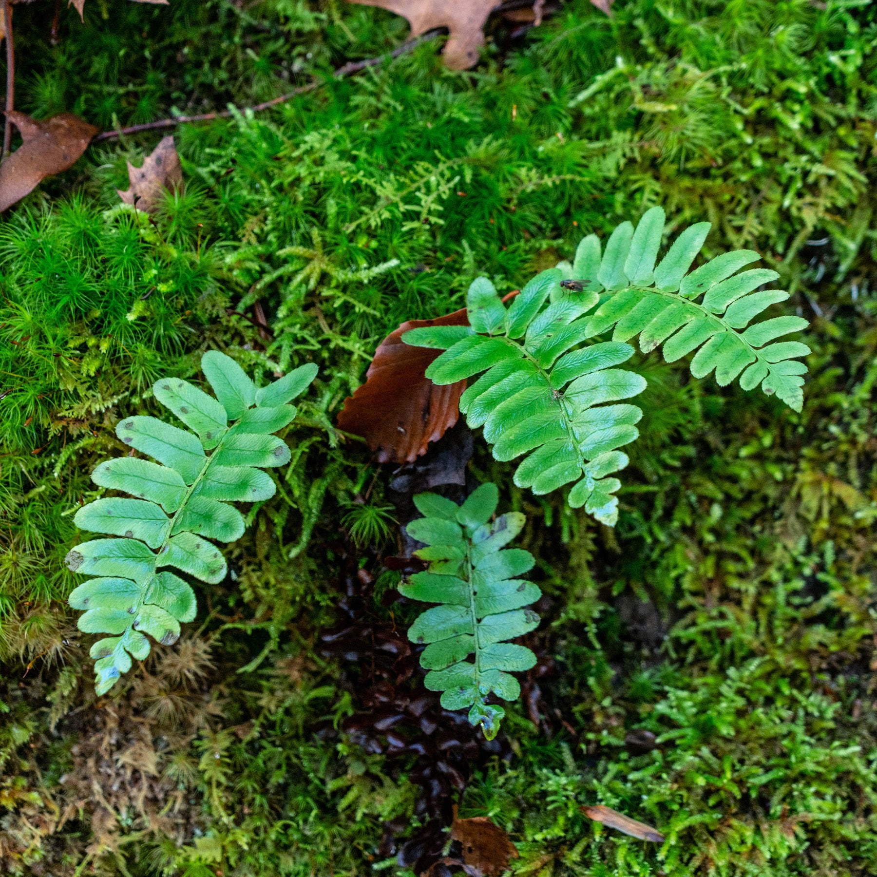 Polystichum acrostichoides - Fougère de Noël - Fougères