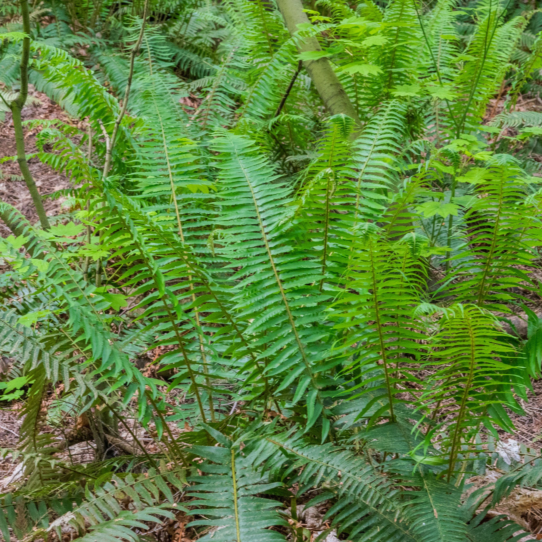 Polystic - Fougère - Polystichum munitum - Willemse
