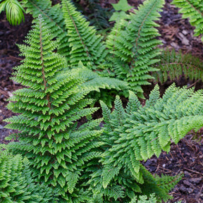 Fougères - Polystic à cils raides Plumosum Densum - Fougère - Polystichum setiferum plumoso-densum