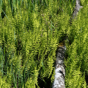 Thelypteris palustris - Fougère des marais - Fougères