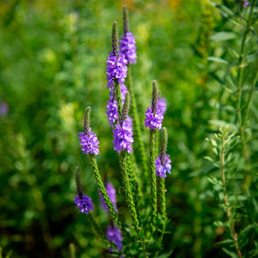 Verveine hastée
