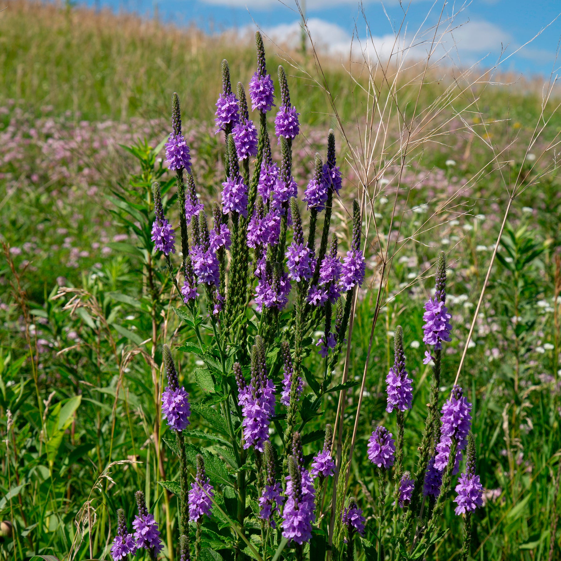 Verveine hastée
