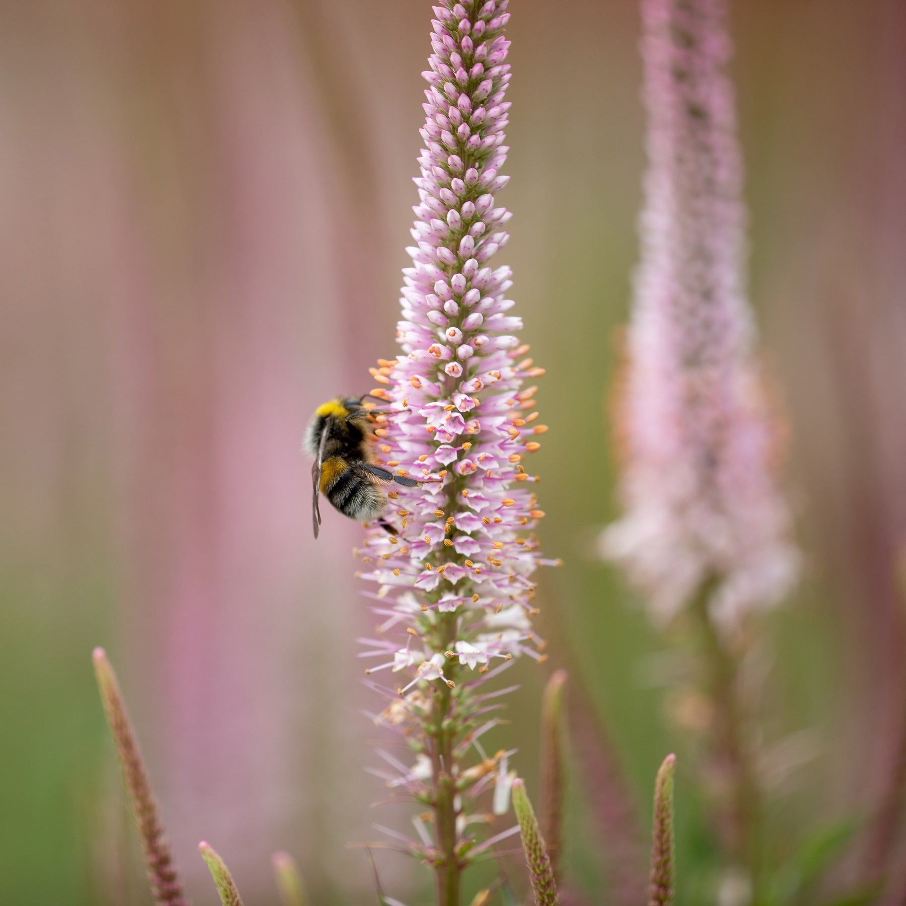 Véronique de Virginie Erika - Veronicastrum virginicum erika - Willemse