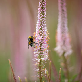 Véronique de Virginie Erika - Veronicastrum virginicum erika - Willemse