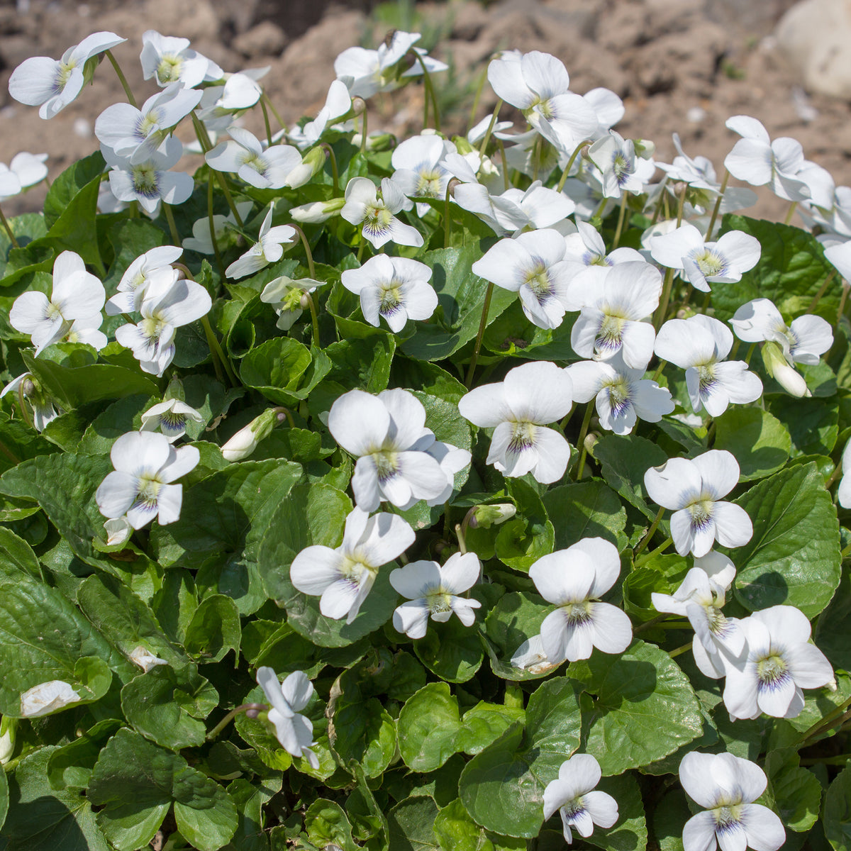Violette odorante blanche - Viola odorata alba - Willemse