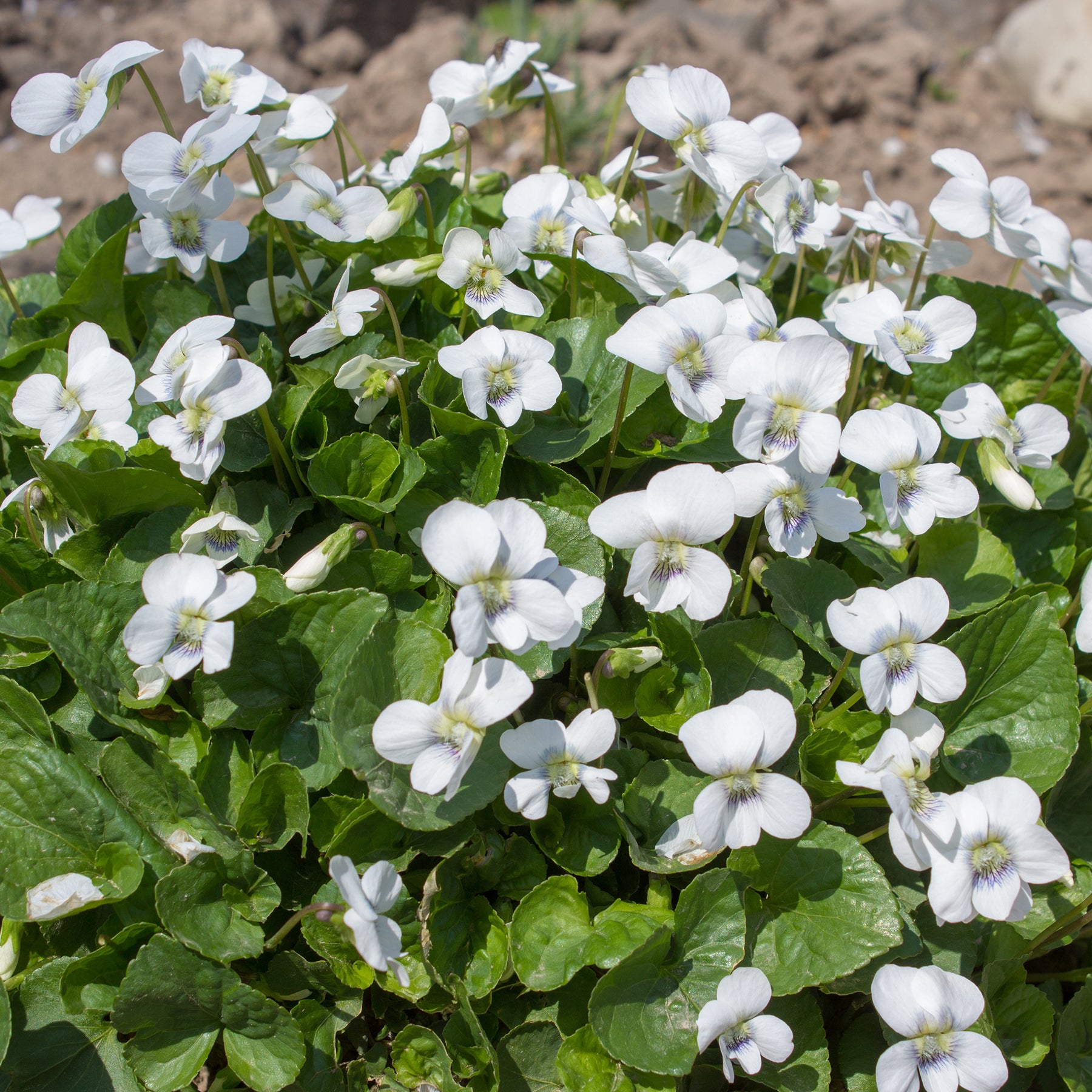 Violette odorante blanche - Viola odorata alba - Willemse
