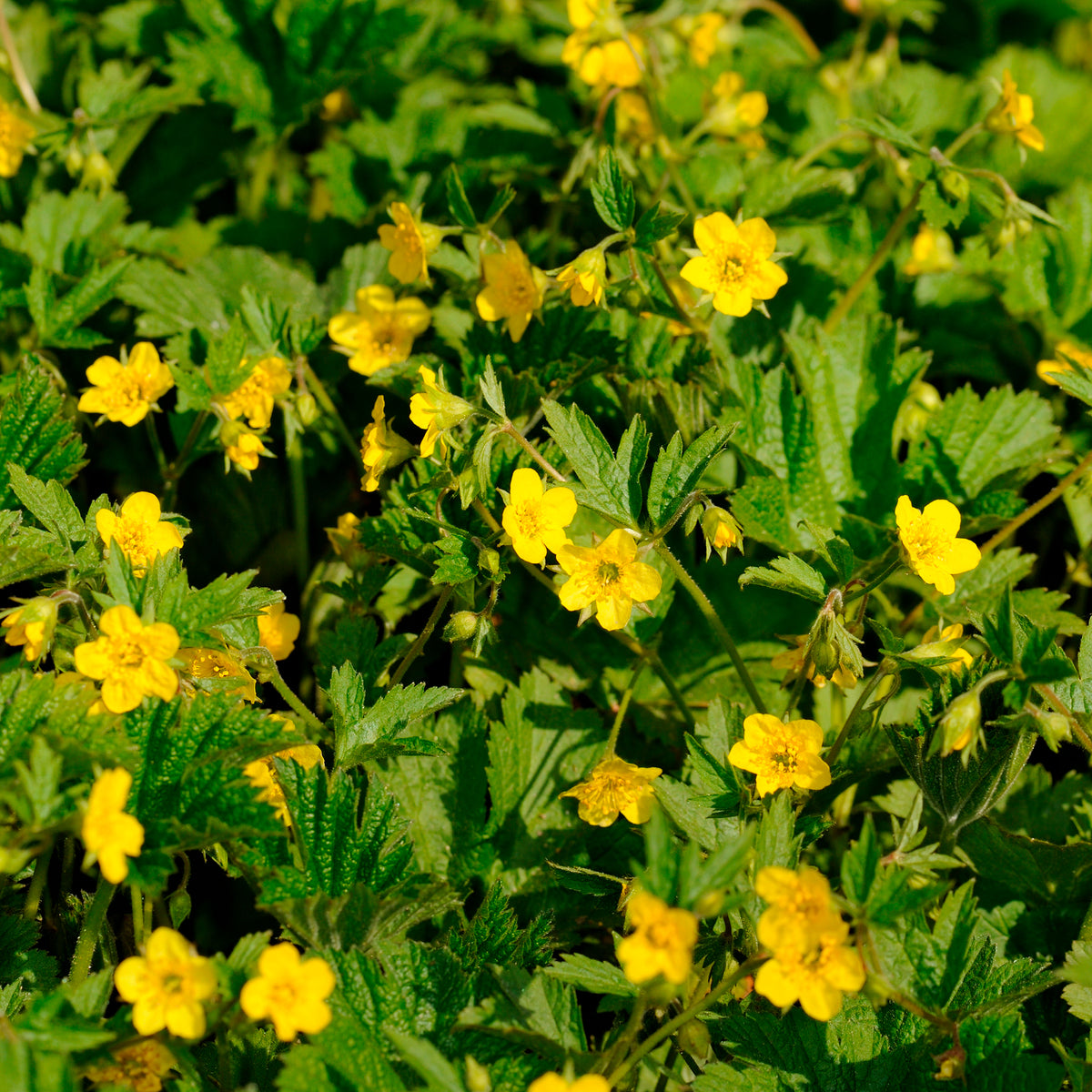 Waldsteinia geoide - Willemse