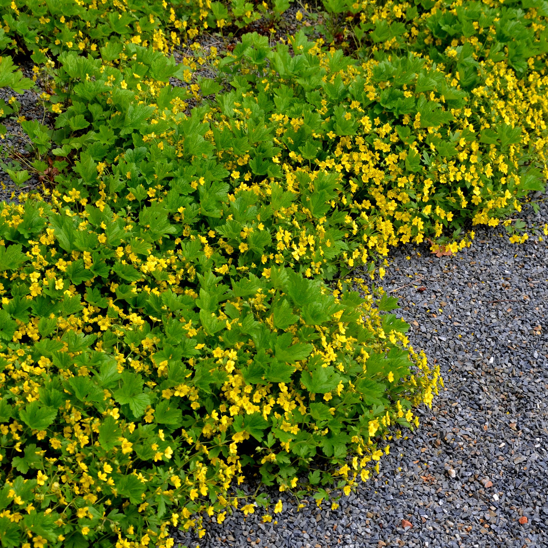 Waldsteinia geoide - Waldsteinia geoides - Willemse