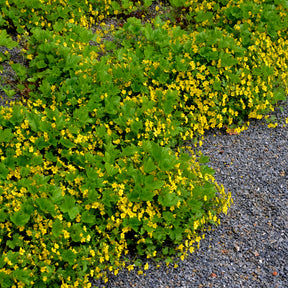 Waldsteinia geoide - Waldsteinia geoides - Willemse