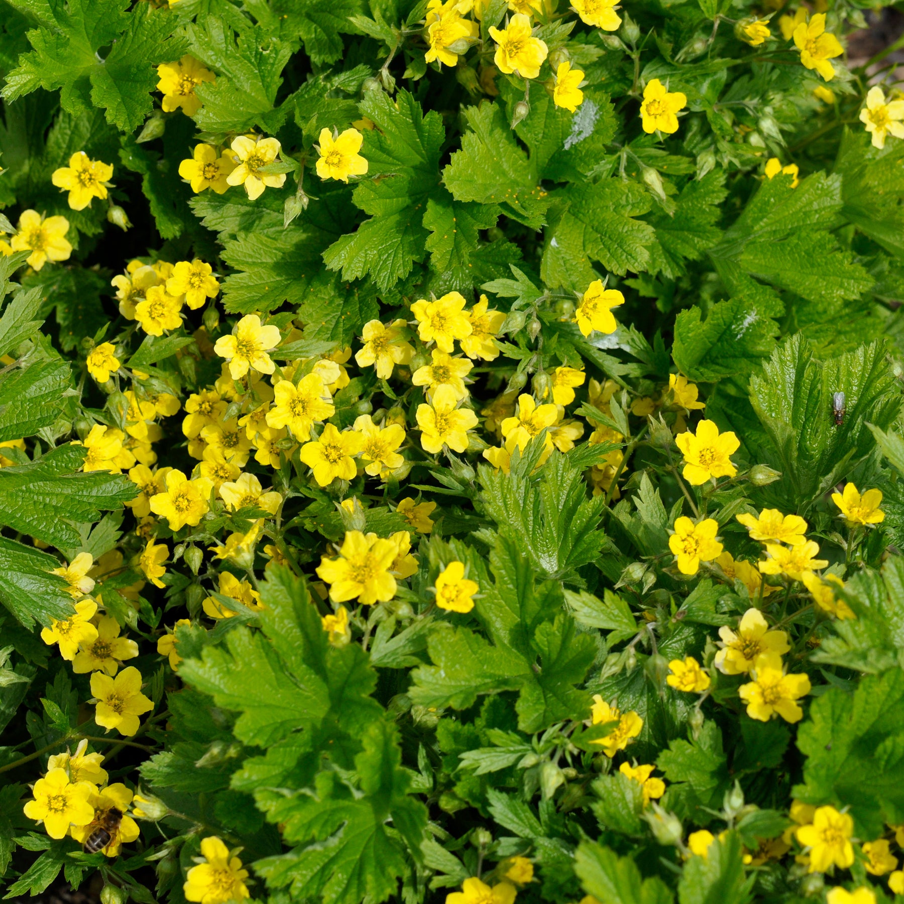 Waldsteinia geoides - Waldsteinia geoide - Fleurs vivaces
