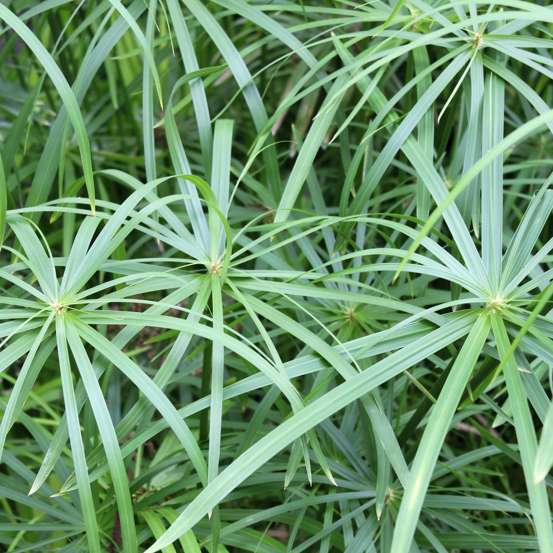 Vente Souchet odorant - Cyperus longus