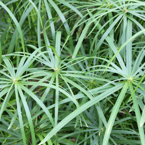 Vente Souchet odorant - Cyperus longus