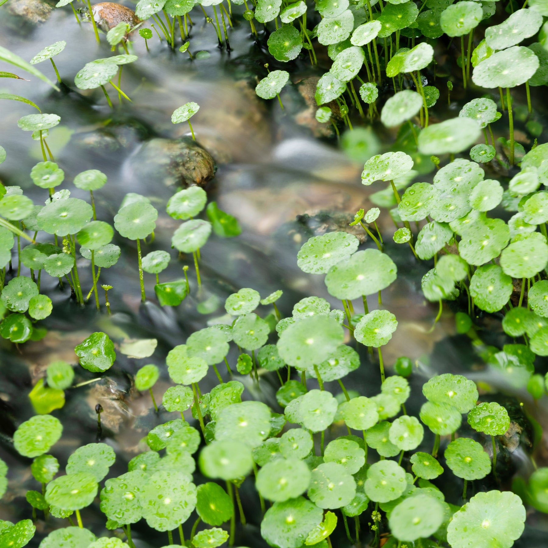 Ecuelle d'eau Herbe aux patagons - Willemse
