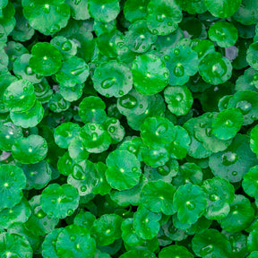 Hydrocotyle vulgaris - Ecuelle d'eau Herbe aux patagons - Plantes de berges