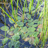 Potamot nageant - Willemse