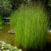 Jonc des chaisiers - Jonc des tonneliers - Scirpe aigu - Willemse