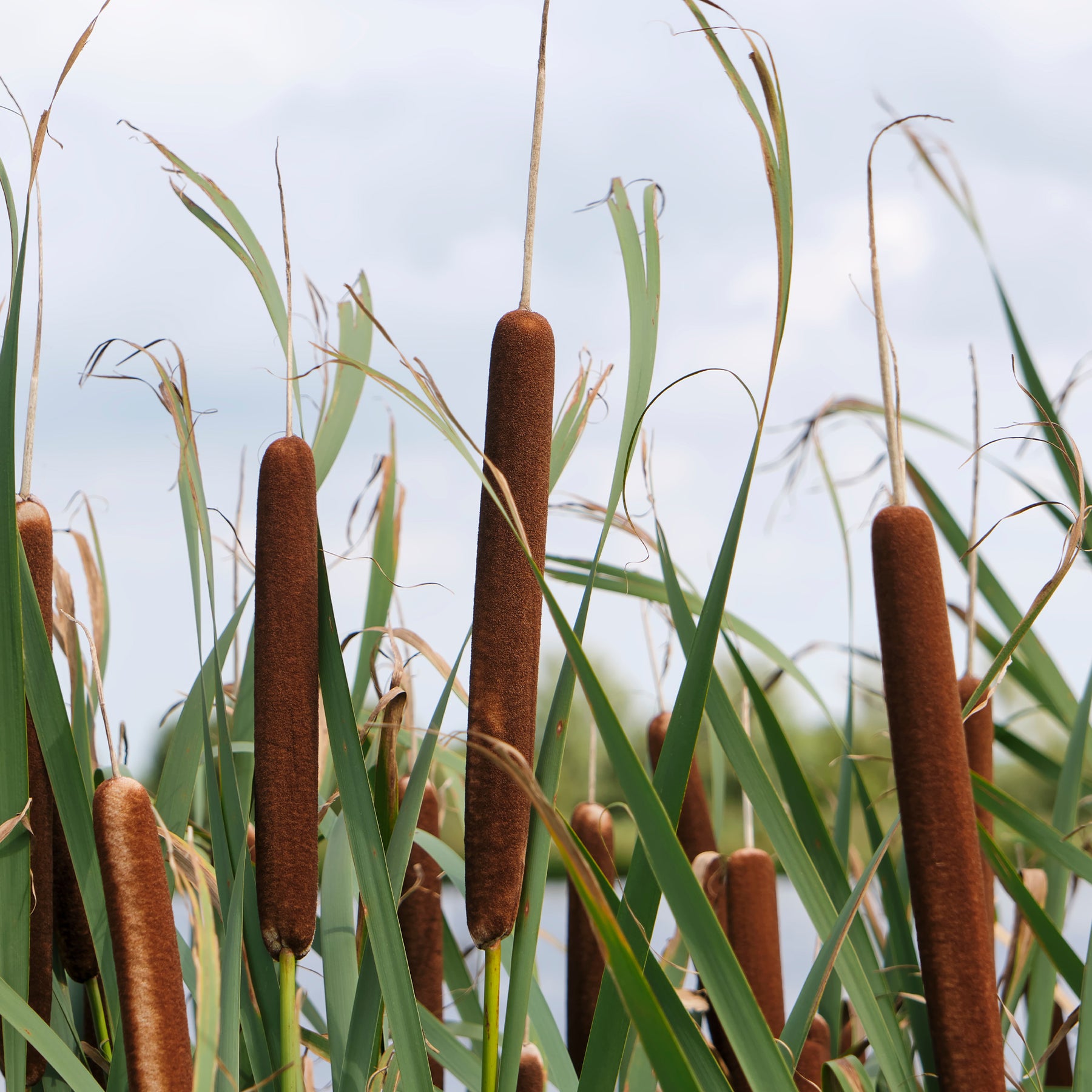 Plantes de berges - Massette à feuilles larges - Typha latifolia