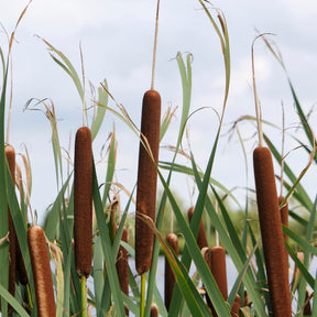 Plantes de berges - Massette à feuilles larges - Typha latifolia
