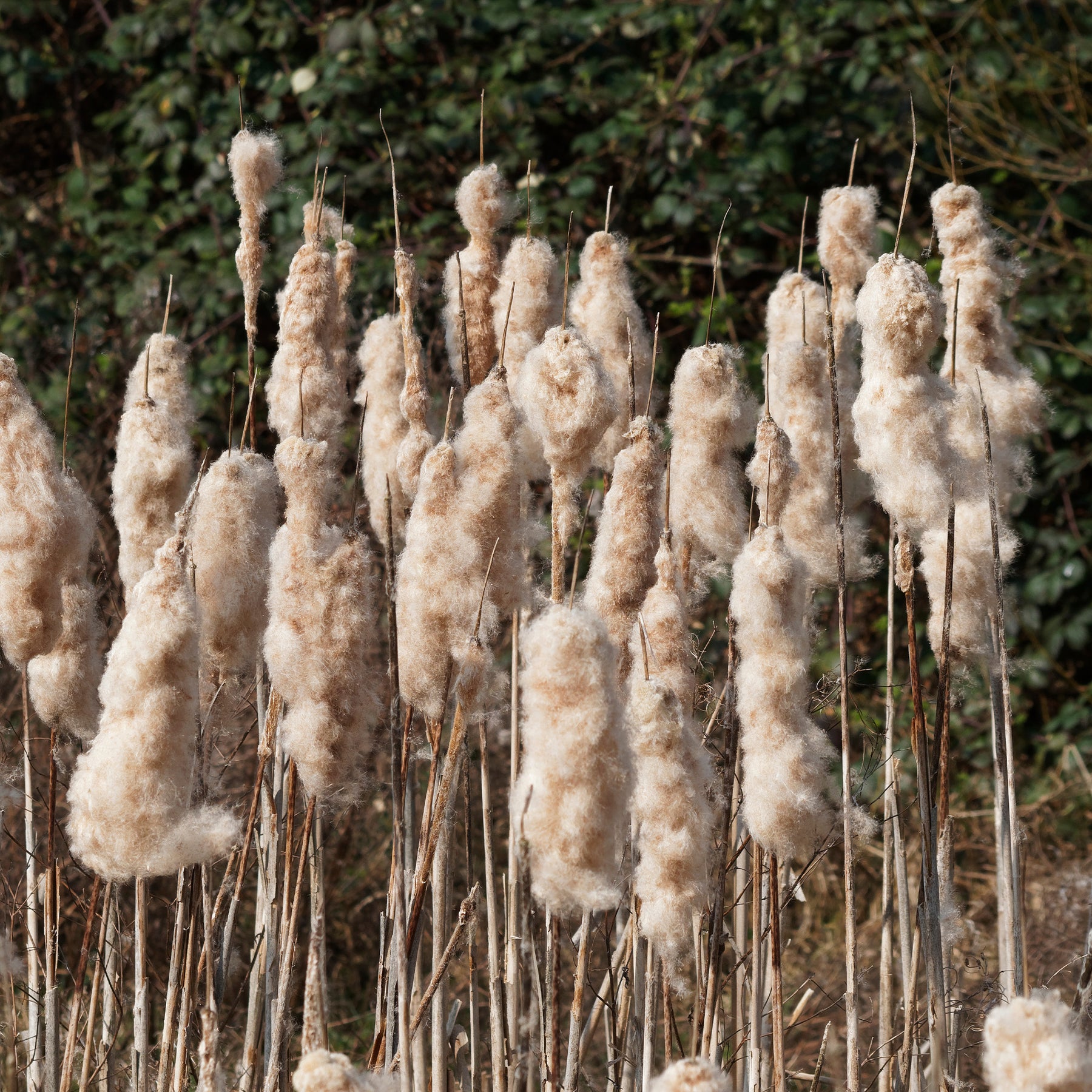 Typha latifolia - Massette à feuilles larges - Plantes de berges