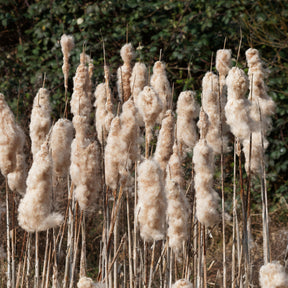 Typha latifolia - Massette à feuilles larges - Plantes de berges