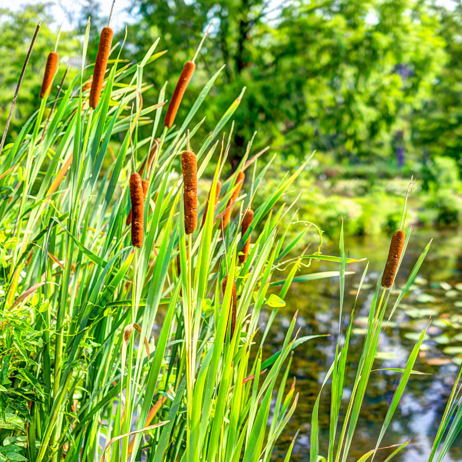 Vente Massette à feuilles larges - Typha latifolia