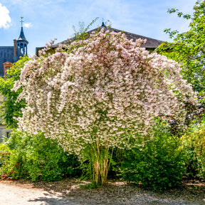 Buisson de beauté Pink Cloud - Kolkwitzia amabilis Pink Cloud - Willemse