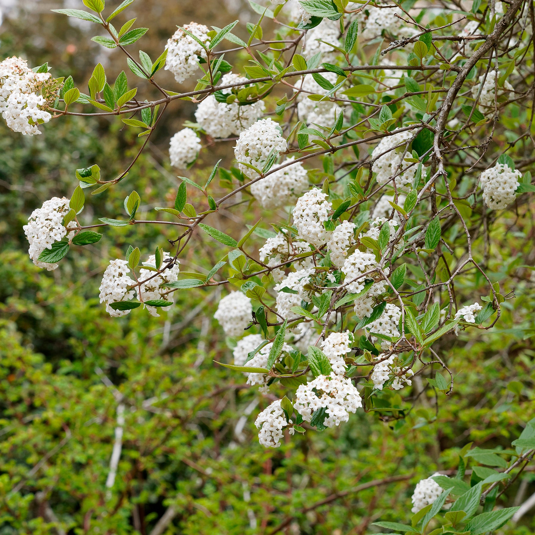 Vente Viorne de Burkwood - Viburnum burkwoodii