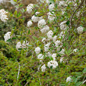 Vente Viorne de Burkwood - Viburnum burkwoodii