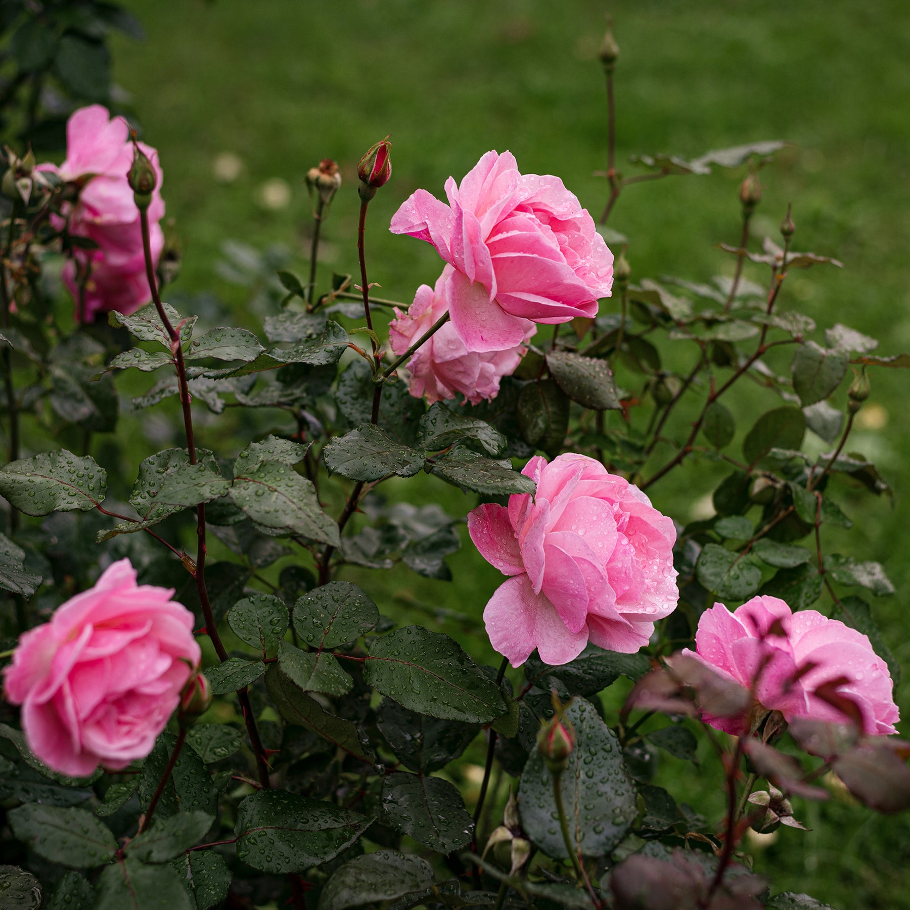 Rosa Queen Elisabeth - Rosier Queen Elisabeth - Rosiers à grandes fleurs