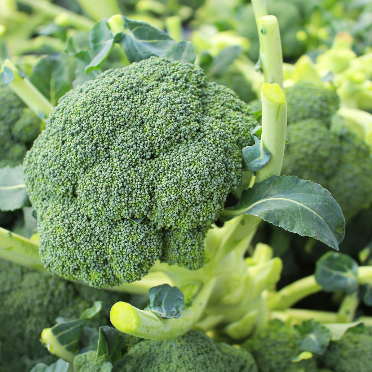 Chou brocoli Atlantis F1 - Brassica oleracea atlantis f1 - Willemse