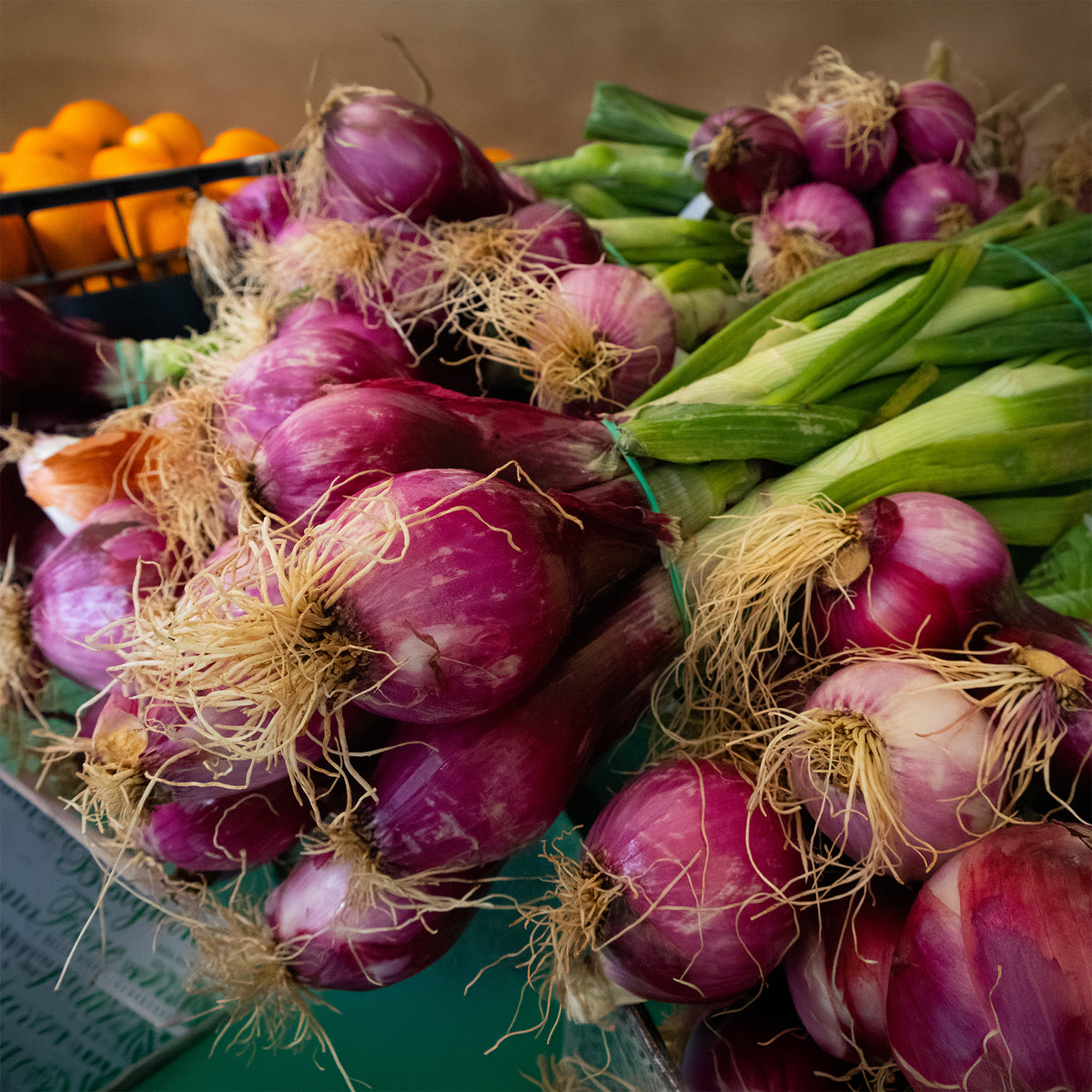 Oignon Rouge Apache - Willemse