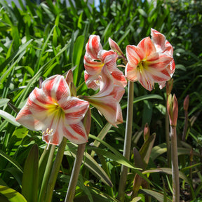 Amaryllis Happy Nymph - Amaryllis happy nymph - Willemse