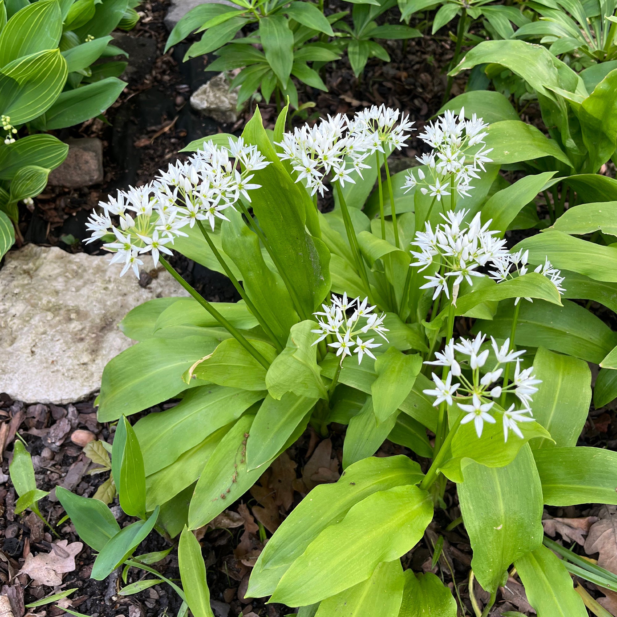 Ail  planter pour rcolte facile | Willemse