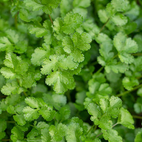 Graines d'aromatiques - Coriandre a graine fine lente à monter - Coriandrum sativum