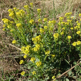 Cresson vivace des Jardins - Willemse