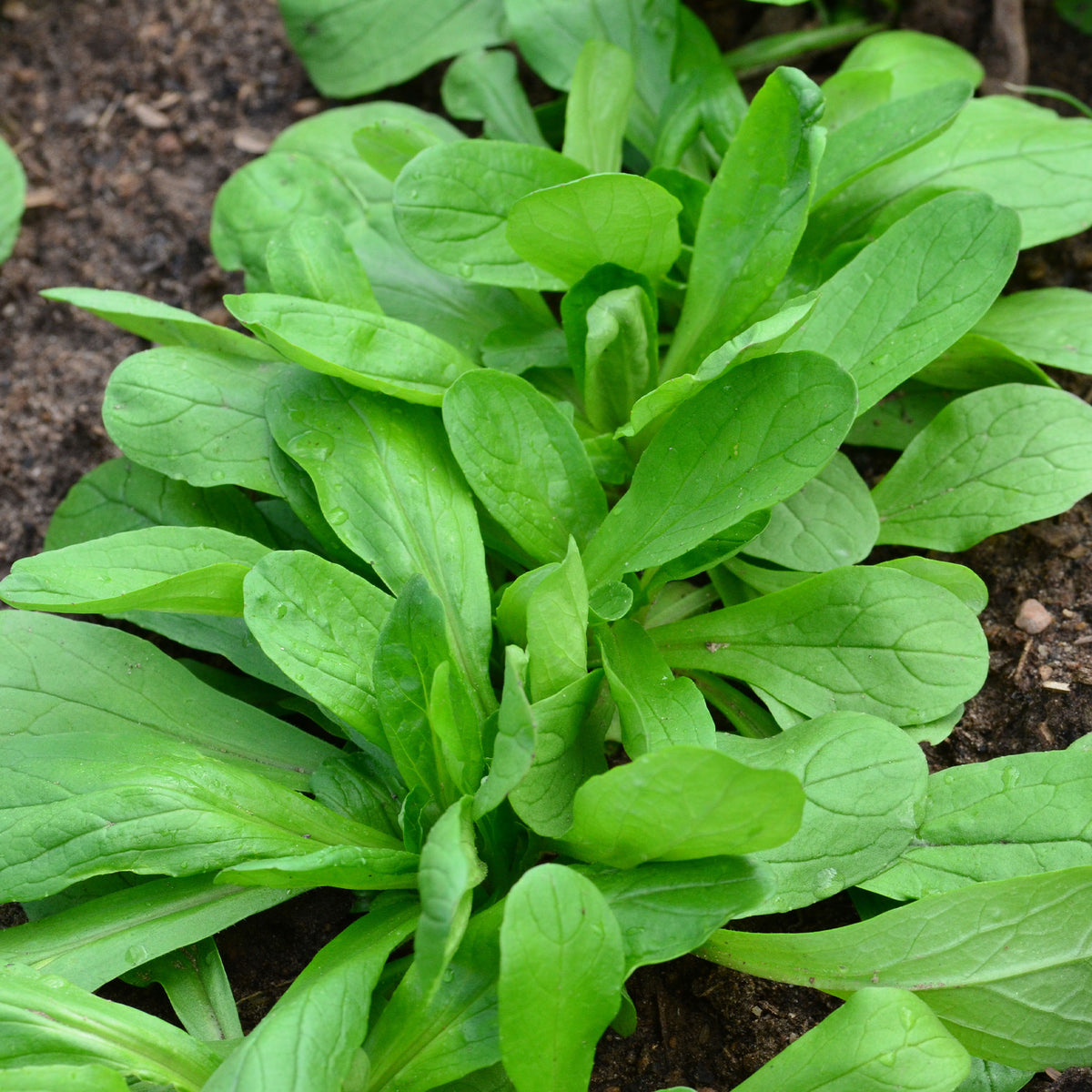 Mâche à grosses graines Bio - Willemse