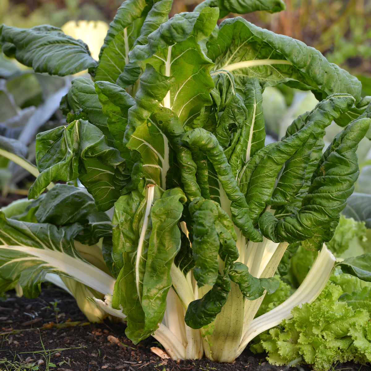 Poirée verte à carde blanche 3 Bio - Willemse