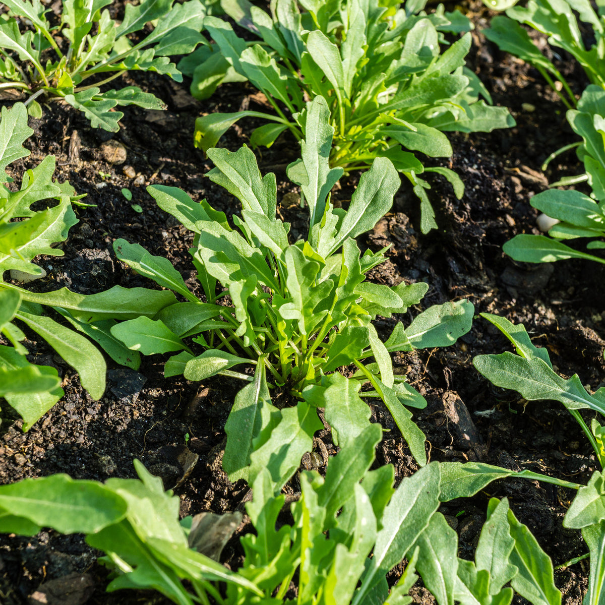 Roquette cultivée Bio - Willemse