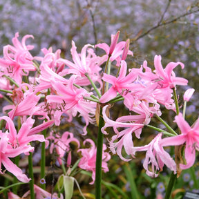 4 Amarines belladiva aphrodite - Amarine belladiva aphrodite - Willemse