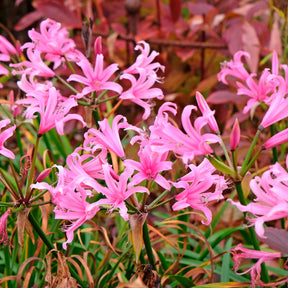 Vente 4 Amarines belladiva aphrodite - Amarine belladiva aphrodite