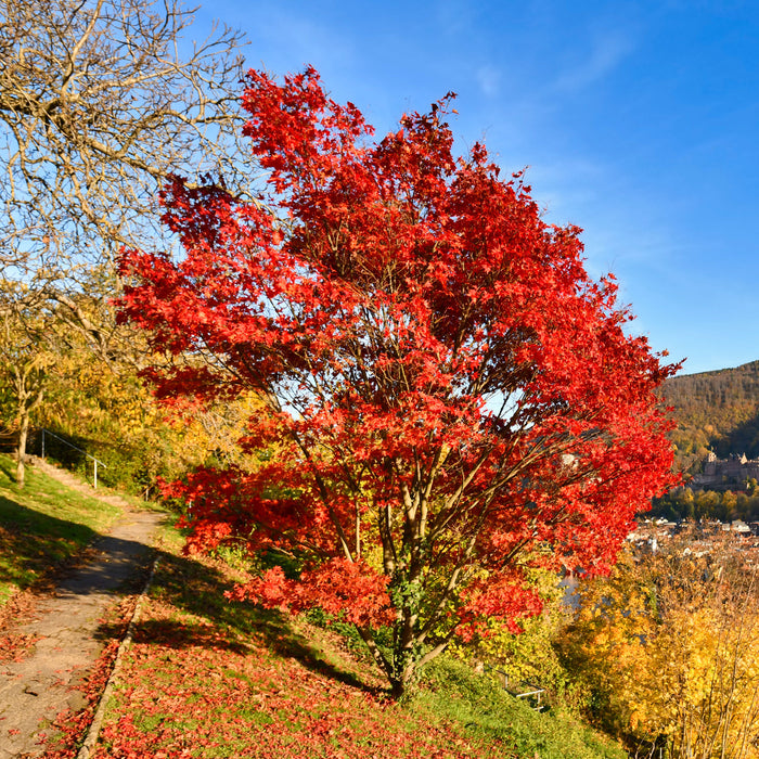 Erable rouge - Acer rubrum 'sun valley'