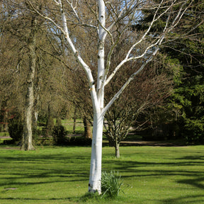 Bouleau de l'Himalaya - Betula utilis - Willemse