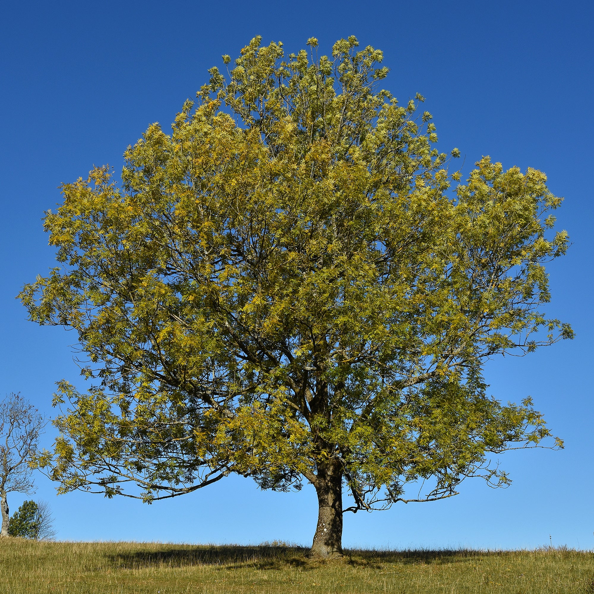 Frêne élevé - Fraxinus excelsior